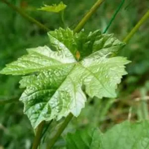 Resveratrol